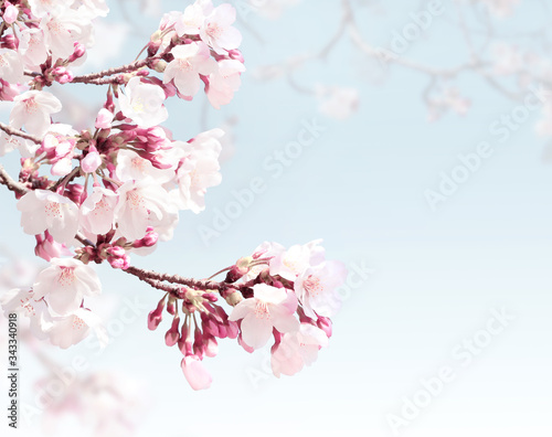 Square spring background with sakura flowers