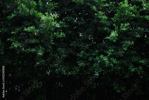 Green Korean Banyan tree leaves wall garden background