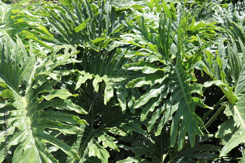 green fern leaves