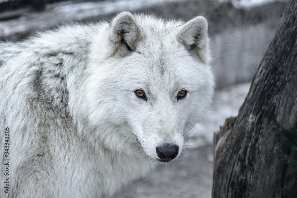 Arctic Wolf Canis lupus arctos aka Polar Wolf or White Wolf - Close-up portrait of this beautiful predator Arctic Wolf Canis lupus arctos aka Polar Wolf or White Wolf - Close-up portrait of this beautiful predator