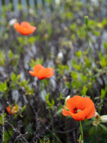 Tokyo,Japan-April 27, 2020: Papaver dubium or Long-headed poppy or blindeyes on azalea leaf background
 photo