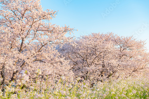 満開の桜 早朝 河川敷