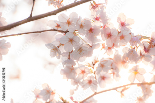 満開の桜 朝日 クローズアップ