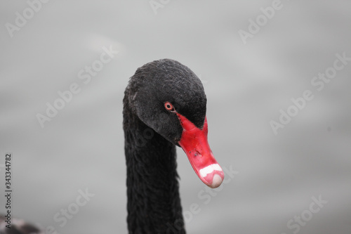 Fototapeta Naklejka Na Ścianę i Meble -  Swan On Water