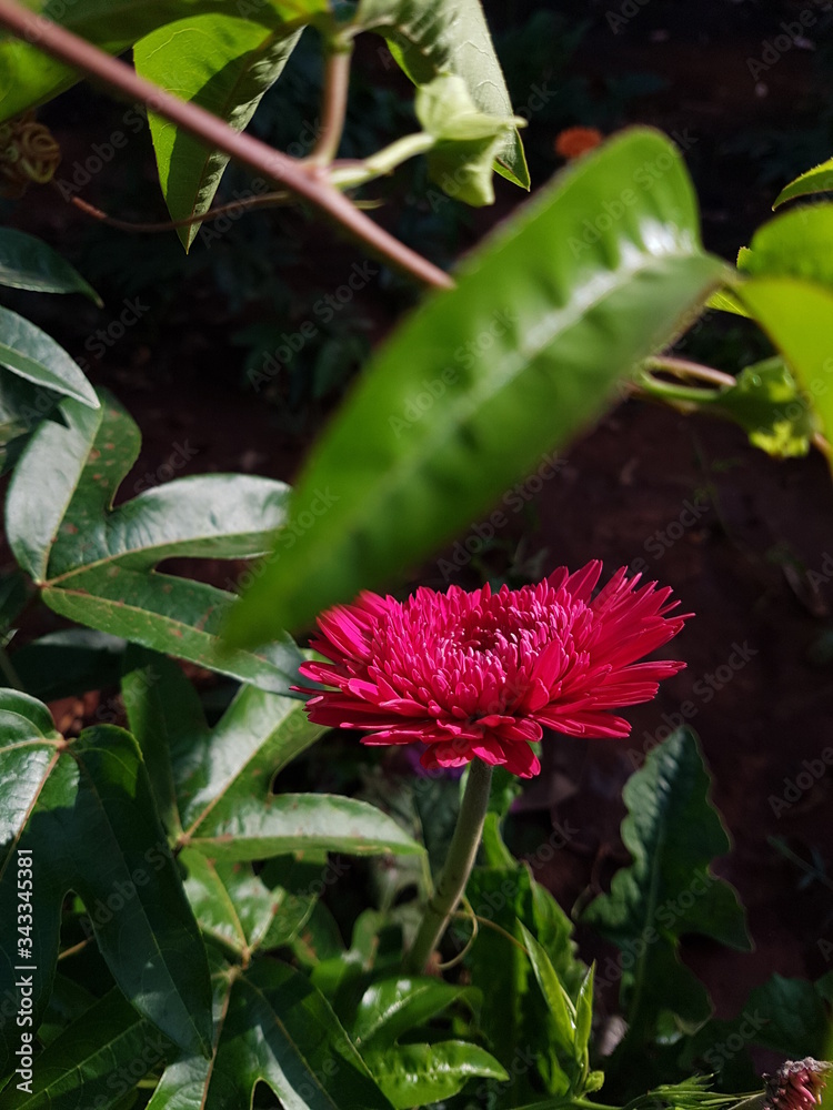 Obraz premium Wild flower!