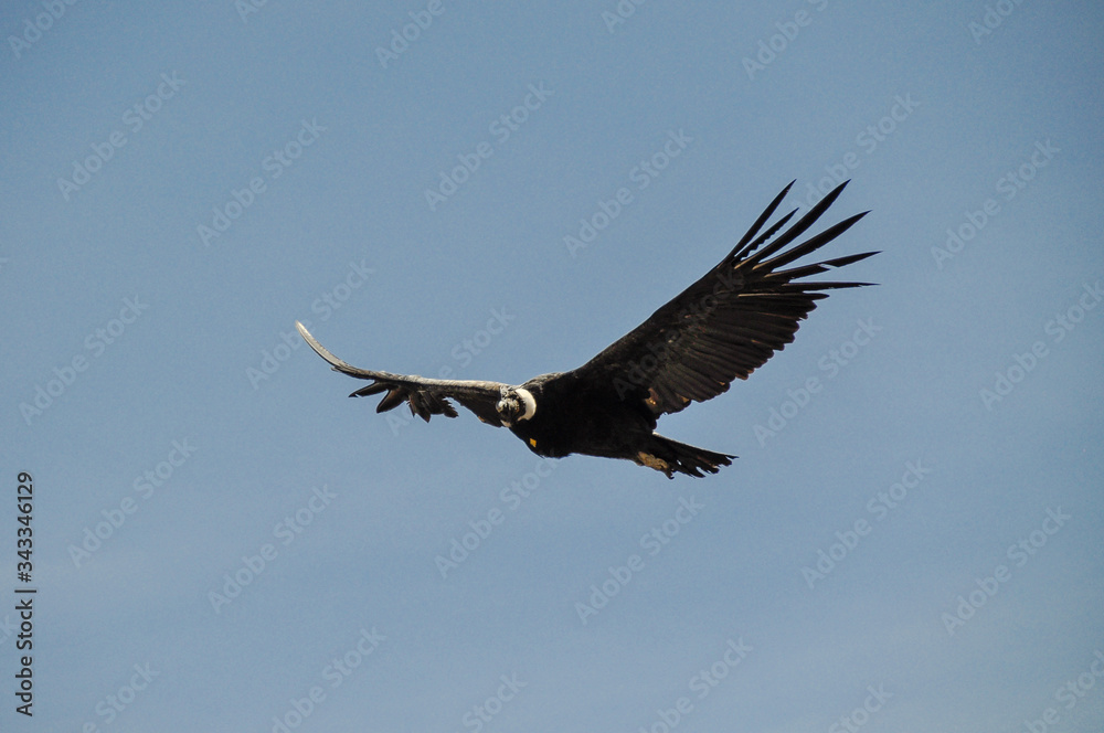 Condor flying in Colca Canyon, Peru Condor flying in Colca Canyon, Peru