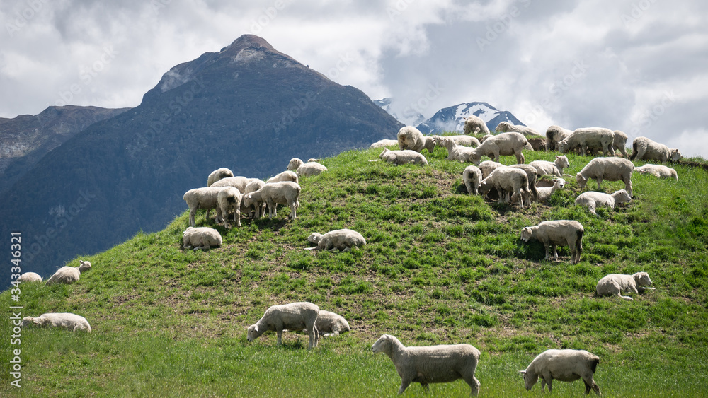 Herd of sheep grazing on the green meadows with mountains in backdrop, shot in Glenorchy, New Zealand