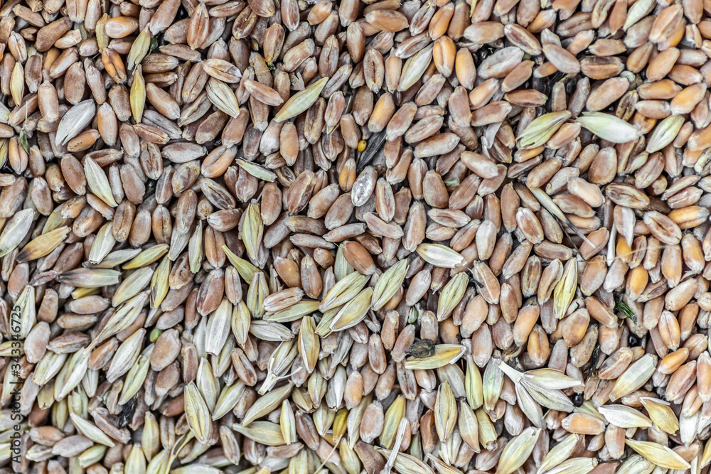 The surface of the grain storage for feeding chickens as a background. The surface of the grain storage for feeding chickens as a background.