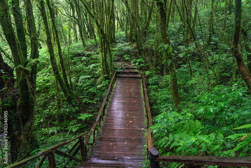 Wet wooden walkway in green rainforest with trees and ferns