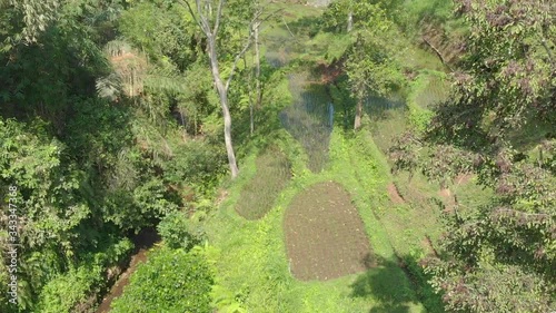 Aerial view above rice terraces and a small river near Tetebatu village in Lombok, Indonesia photo