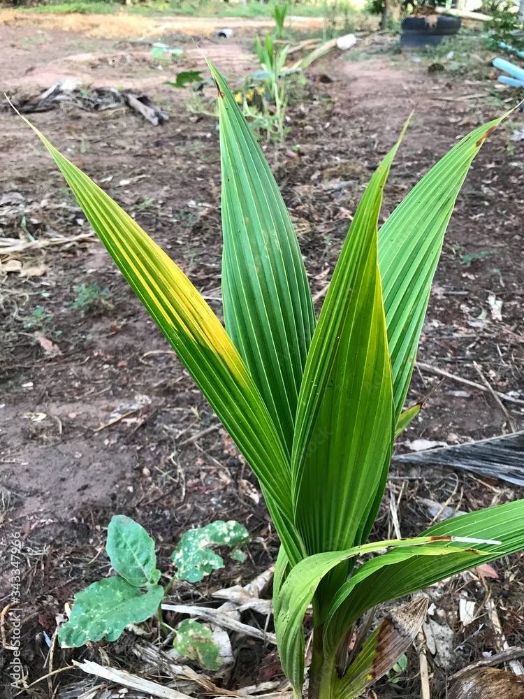 Obraz premium The coconut palm is a palm tree. There are many coconut palms on the coasts of Indonesia, India, America, South Sudan, Bangladesh and Tanzania. People of this area use coconut milk in cooking.