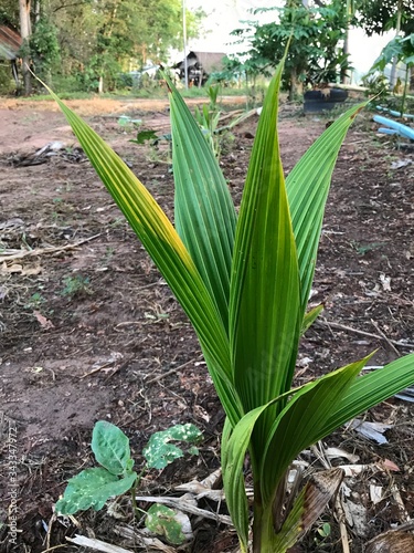 The coconut palm is a palm tree. There are many coconut palms on the coasts of Indonesia, India, America, South Sudan, Bangladesh and Tanzania. People of this area use coconut milk in cooking.