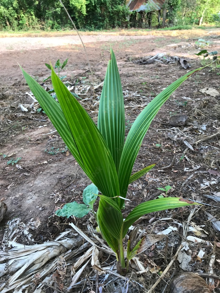 Obraz premium The coconut palm is a palm tree. There are many coconut palms on the coasts of Indonesia, India, America, South Sudan, Bangladesh and Tanzania. People of this area use coconut milk in cooking.