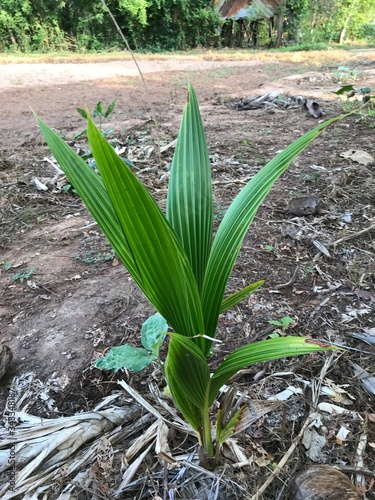 The coconut palm is a palm tree. There are many coconut palms on the coasts of Indonesia, India, America, South Sudan, Bangladesh and Tanzania. People of this area use coconut milk in cooking.