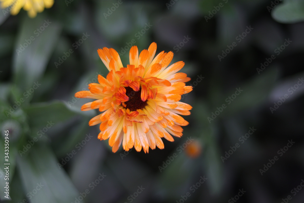 Obraz premium Sunflower