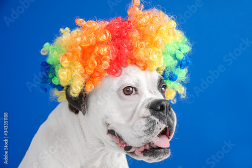 Funny dog in wig on color background photo