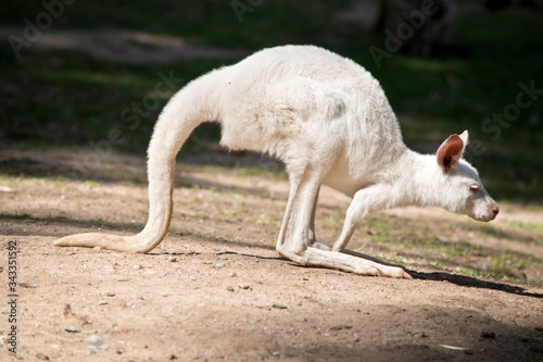 this is a side view of an albino western grey kangaroo joey