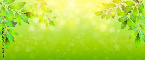 Green fresh leaves with bokeh highlights. Blurred natural background. Summer or Spring season. Vector illustration. Sun day. Header