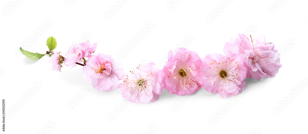 Beautiful blossoming branch on white background