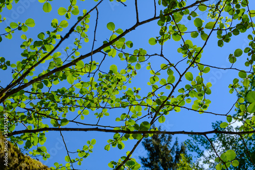 alder tree in april in the austrian valley aisttal near the river aist photo