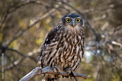the barking owl is perched in a bush © susan flashman