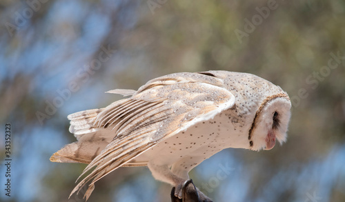 Schilderij op canvas this is a side view of a barn owl