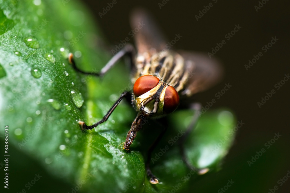 Grey Flesh Fly also known as Sarcophaga aurifrons Grey Flesh Fly also known as Sarcophaga aurifrons