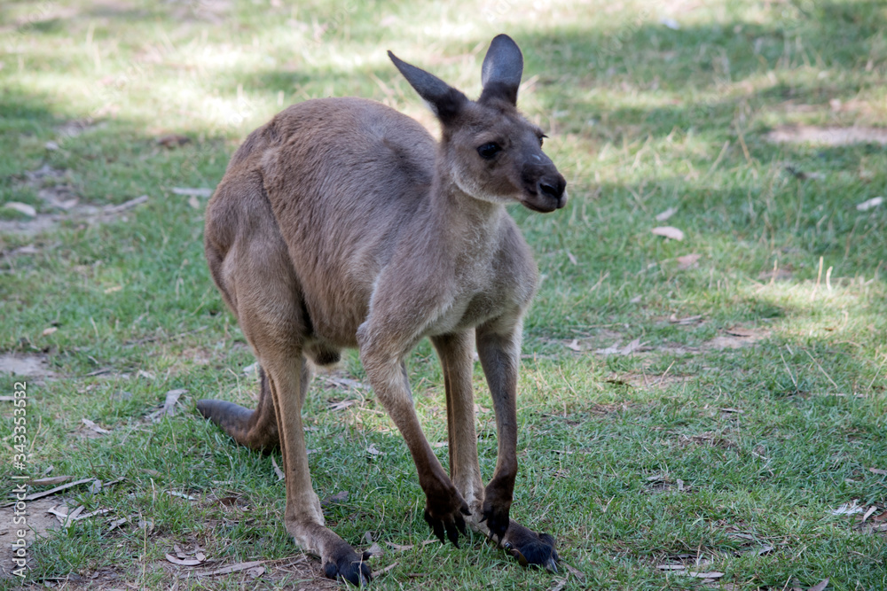 this is a muscular male western grey kangaroo