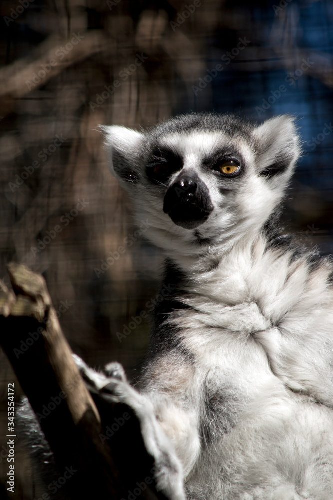 the ringtailed lemur is in a tree
