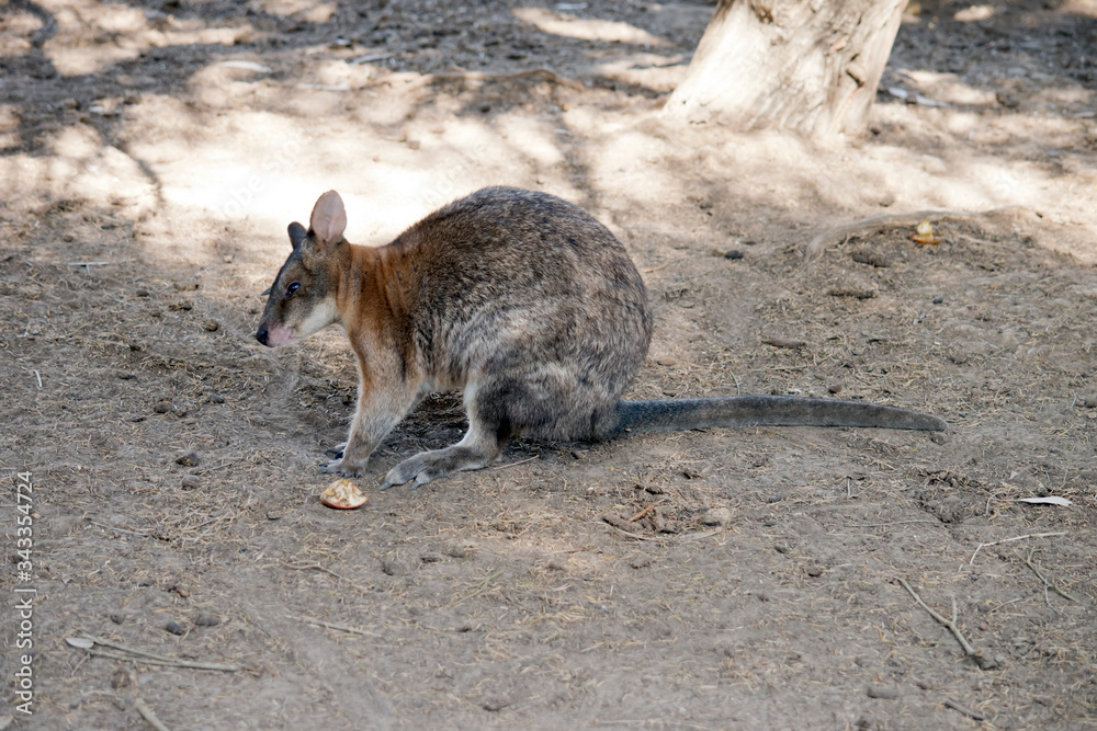 this is a side view of a red necked pademelon