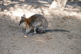 this is a side view of a red necked pademelon
