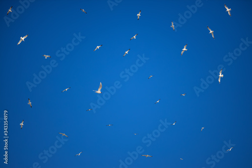 Flying seagull bird on blue sky