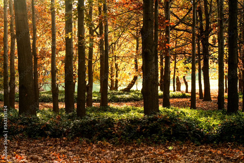 Obraz premium Forest scape