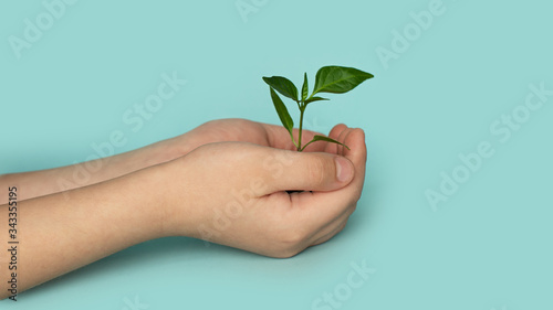 Seedling green sprout with leaves in kid's hands on a blu background. New life, birth. Plant growing. Copy space.