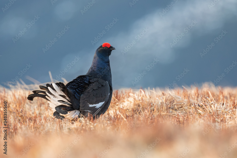 Black grouse male in lek standing on mountain meadow, Tetrao tetrix, Slovakia Black grouse male in lek standing on mountain meadow, Tetrao tetrix, Slovakia