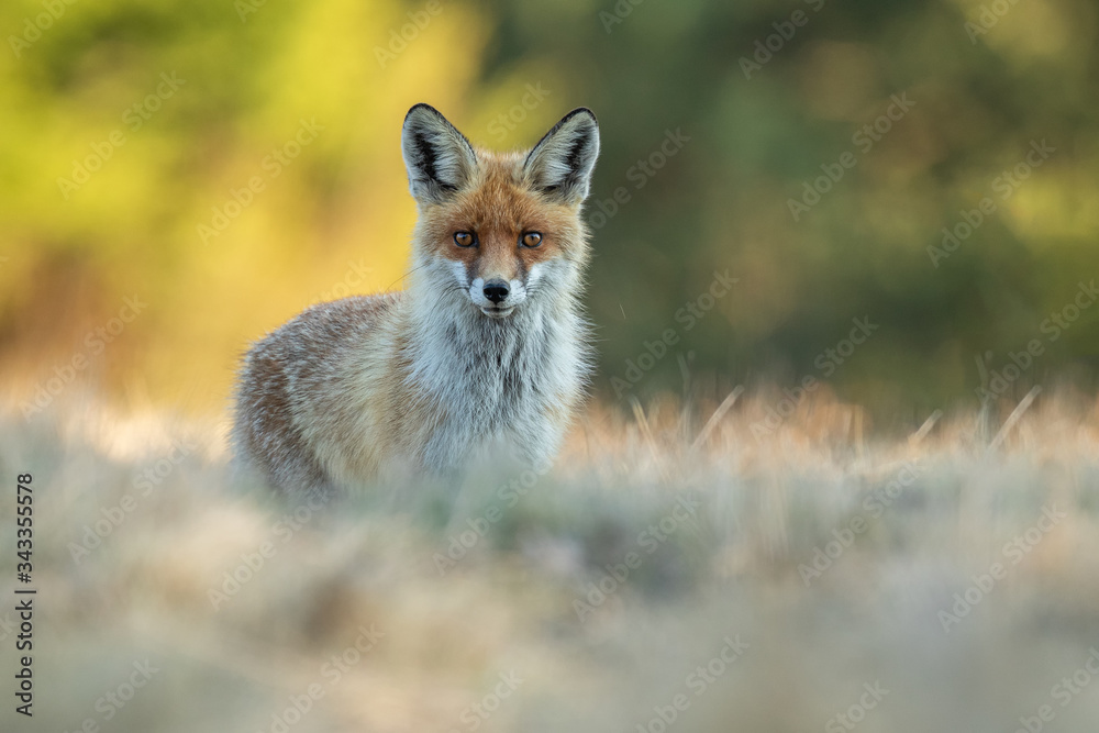 Portrait of red fox on mountain meadow, Vulpes vulpes, Slovakia Portrait of red fox on mountain meadow, Vulpes vulpes, Slovakia