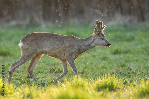 Fototapeta Naklejka Na Ścianę i Meble -  Young roe deer walking on the grassy meadow with flies and sunset light in the background, Capreolus capreolus, Slovakia