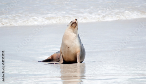 this is a female sea lion at Seal Bay © susan flashman