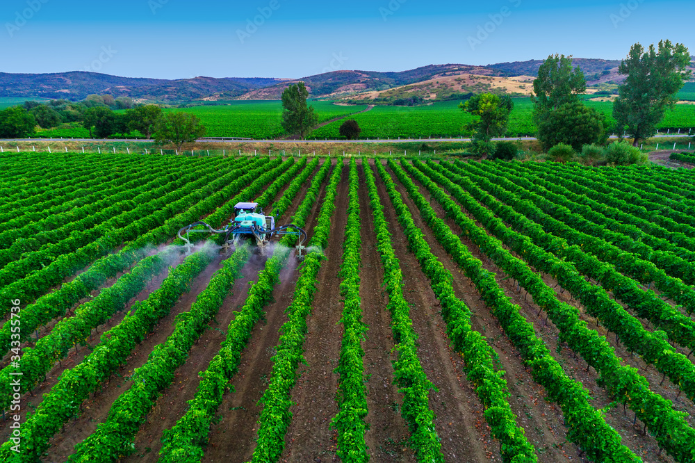 Tractor spraying vines over vineyard in Europe.