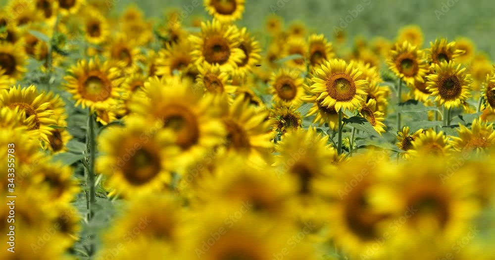 Video shooting of summer sunflower field. Video shooting of summer sunflower field.