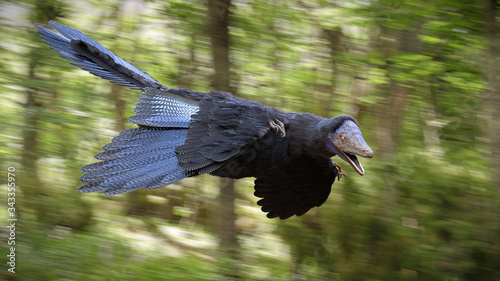 Fototapeta Naklejka Na Ścianę i Meble -  Archaeopteryx, bird-like dinosaur from the Late Jurassic period around flying through the forest