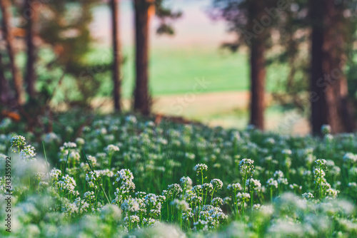 Green grass and early morning with sunrise in pine forest