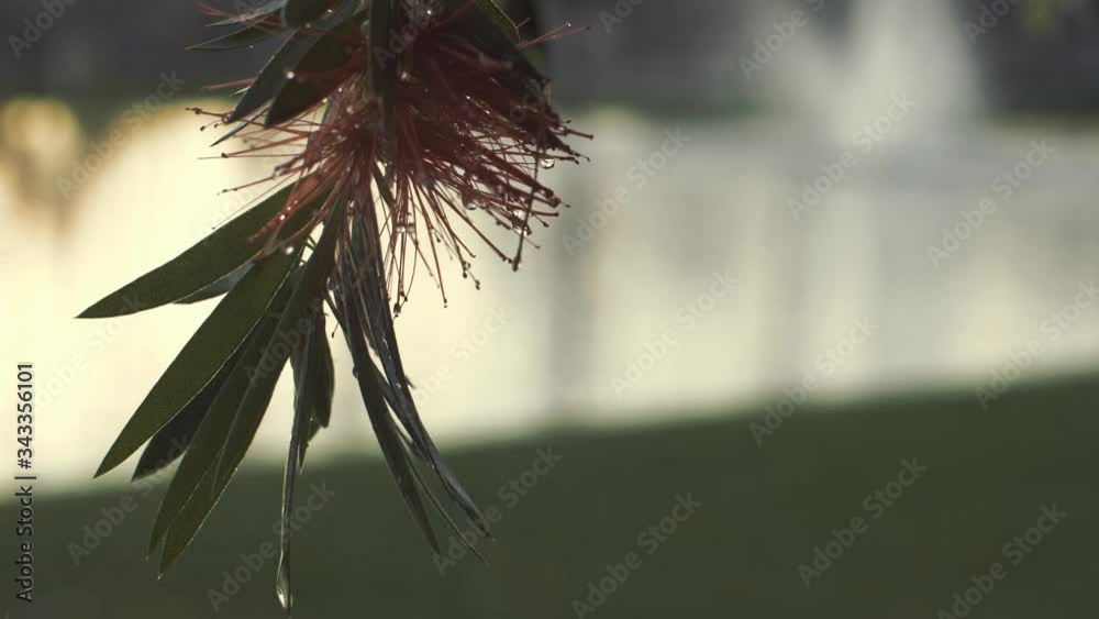 Close up flower drop water, slow motion flower, nature landscape after a day raining / toma cercana de flor, gotas de agua después de lluvia, paisaje