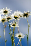daisies reaching towards the blue and white sky, closeup, soft dreamy image, summer feeling concept 