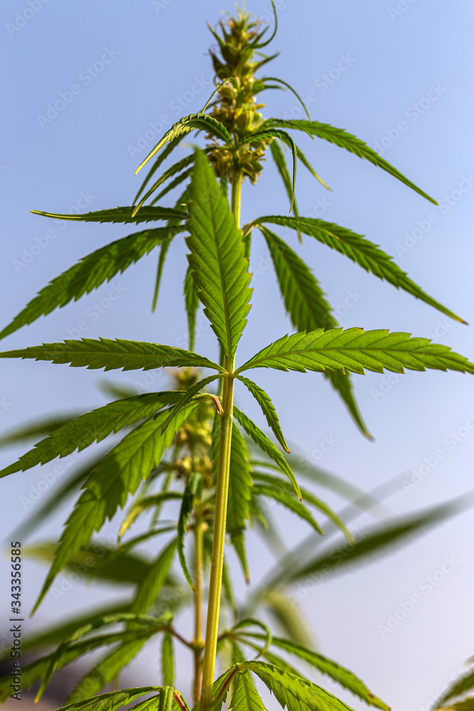 Detail of cannabis cola with visible hairs and leaves on flowering . Blooming Marijuana plant with early white Flowers, cannabis sativa leaves, marihuana Detail of cannabis cola with visible hairs and leaves on flowering . Blooming Marijuana plant with early white Flowers, cannabis sativa leaves, marihuana