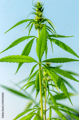 Detail of cannabis cola with visible hairs and leaves on flowering . Blooming Marijuana plant with early white Flowers, cannabis sativa leaves, marihuana