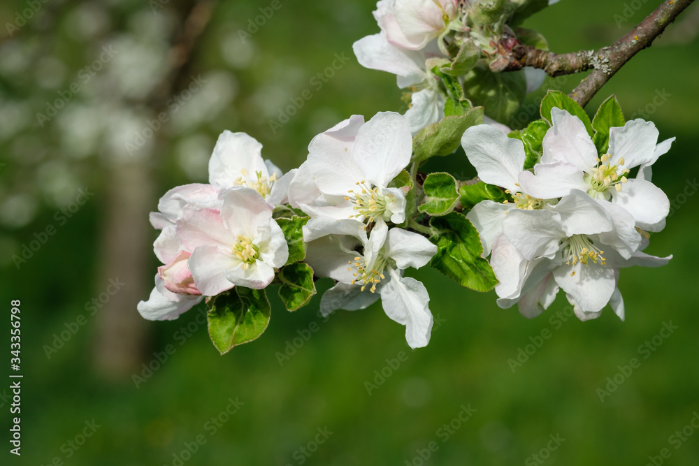 White apple tree flowers