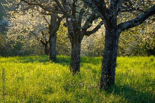 Fruit tree orchard in springtime