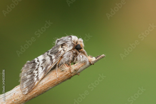 A Lunar Marbled Brown  Drymonia ruficornis  perched on a twig in spring.