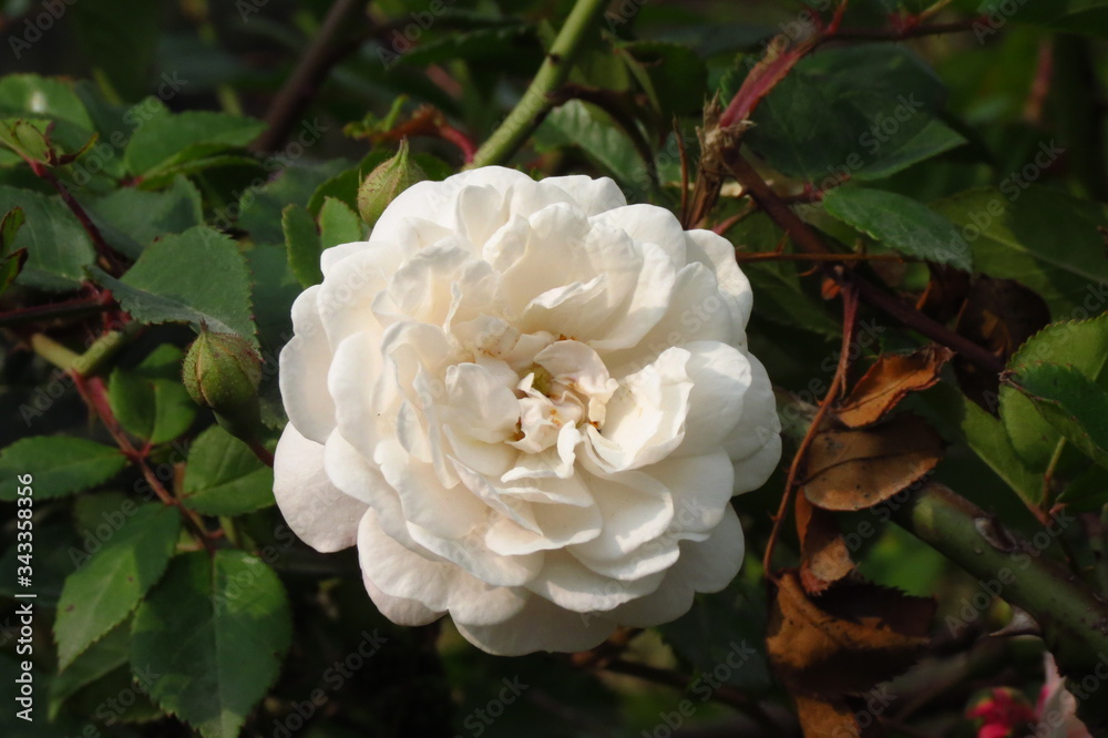 flor flor